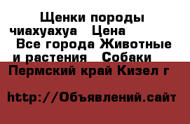Щенки породы чиахуахуа › Цена ­ 12 000 - Все города Животные и растения » Собаки   . Пермский край,Кизел г.